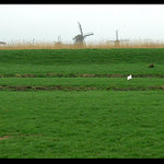Kombajny :) - Kinderdijk - Holandsko