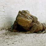 ...bolí mě nohy, poneseš mě kousek?...