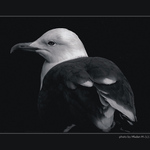 birds are tired
