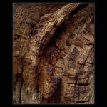 strukturofka stromovitá :-)