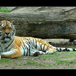 Kočička nikoliv domácí