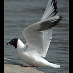 Ješte jeden krůček...