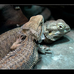 ještěrka a ještěrka