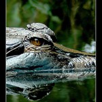 Koukej se mi do očí!