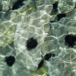 Ježci při západu slunce