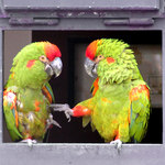 peníze nebo život!