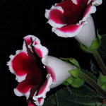 ...zvonky štěstí...