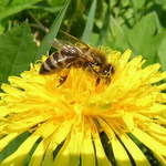 obyč.včela na obyč.pléšce
