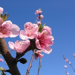 peach blossoms