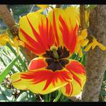 Tulipan