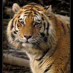Návštěva v ZOO IV. - tygr