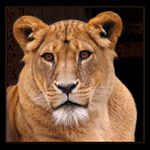 Návštěva v ZOO V. - lvice přemýšlející