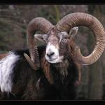 Návštěva v ZOO VI. - muflon nedůvěřivě se tvářící