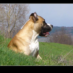 Cezar "pitbullie mláďa"