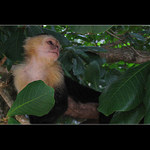 Capuchin :)
