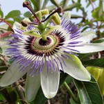 Mučenka z Kefalonie