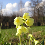 Petrklič