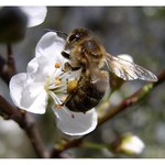 Bzzzz