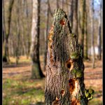 nahlodán časem ...