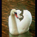 Zámecký rybník Opočno 6.12.2003