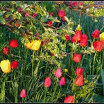 Tulipany pod jablonou