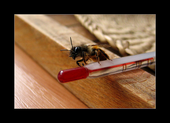 <b> :: let it bee ::</b>