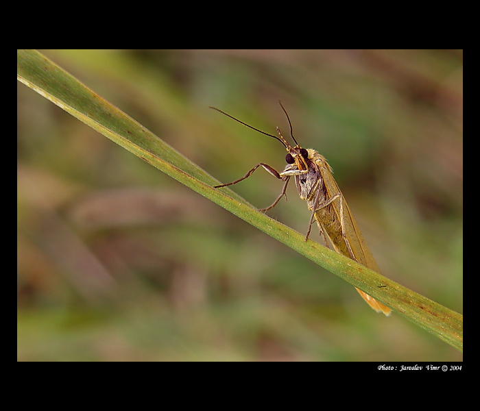 <b> - A H O J - </b>