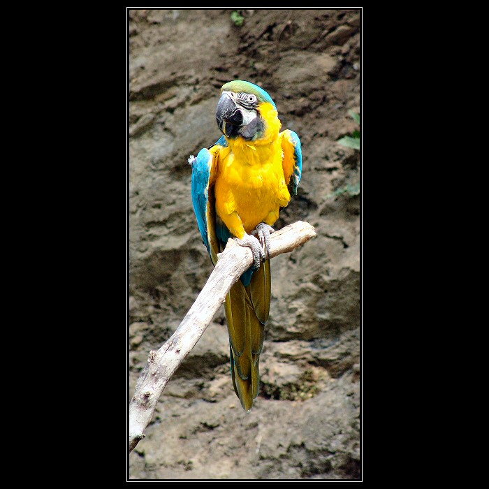 << BIRD >>