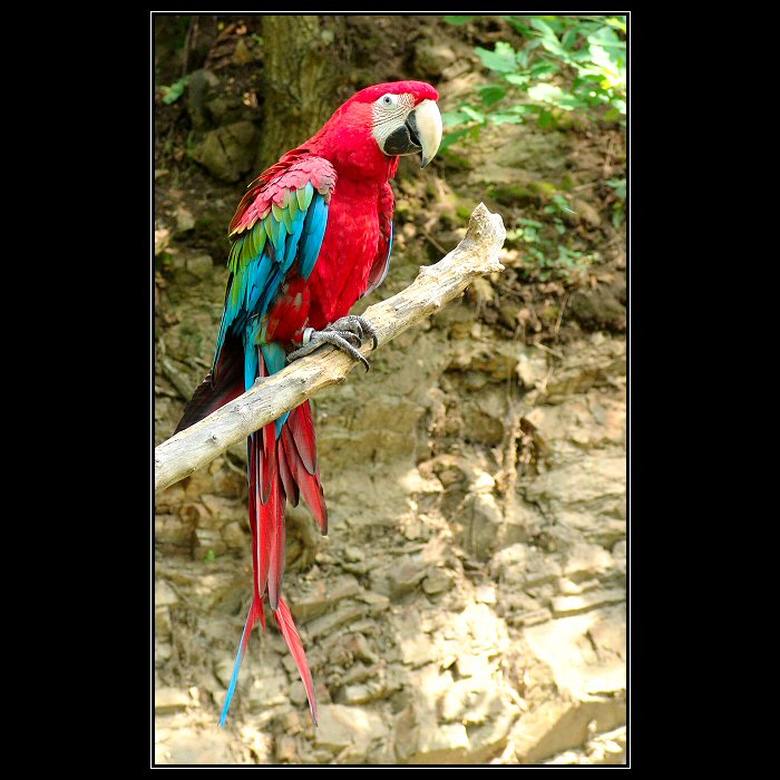 :: BIRD2 ::