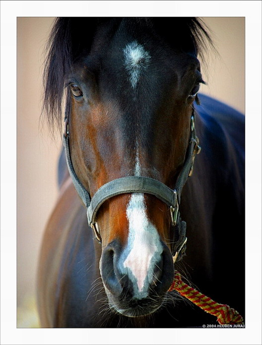 ... horse power ....