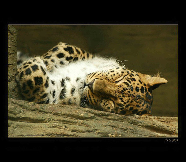 Siesta :-)
