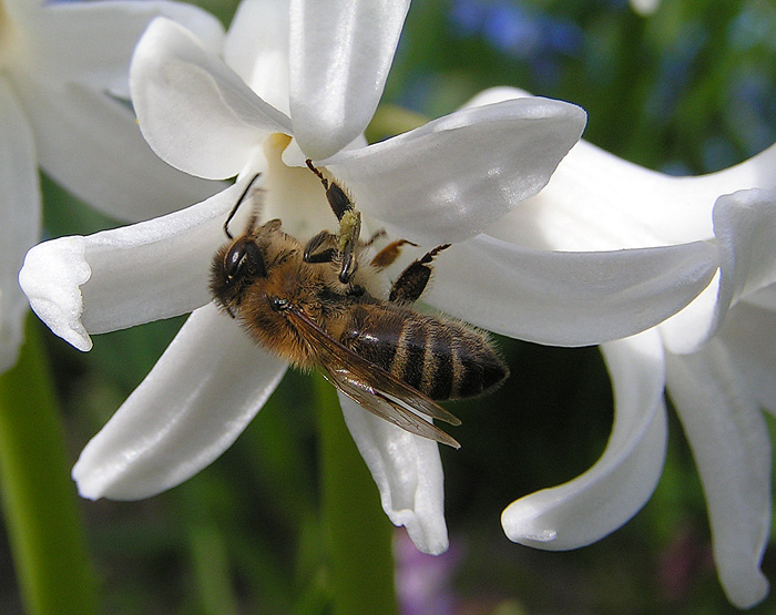 Ze života hmyzu IV.