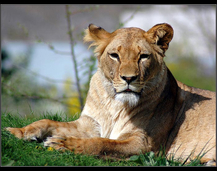 <B>KOČIČKA OD KOCOURA</B>