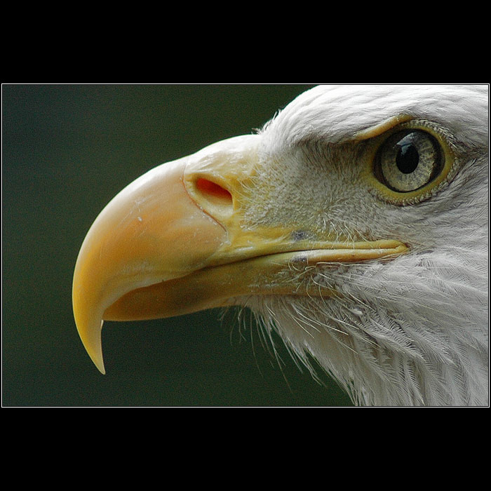 <B>TAKOVÁ OBYČEJNÁ PTÁKOVKA</B>