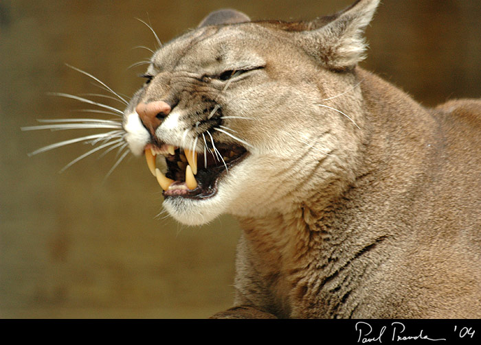 Puma