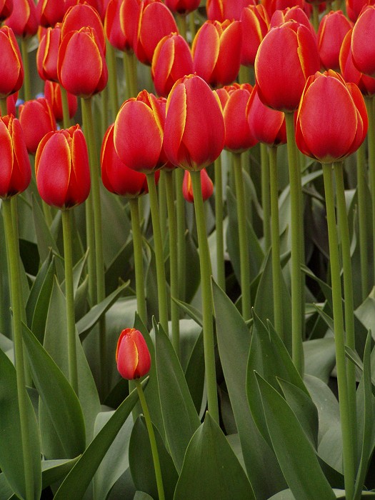 Počkejte až vás dorostu!