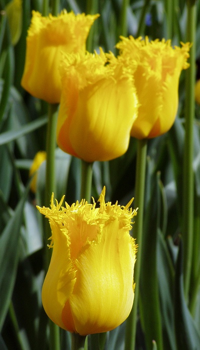 První mezi rovnými