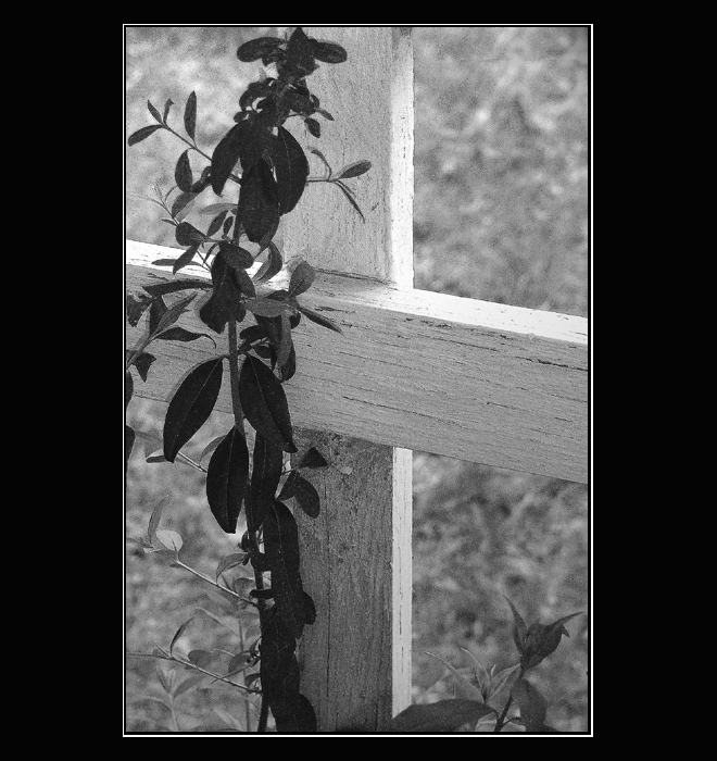 Naděj umírá poslední ...