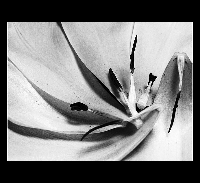 tulipán - abstrakt