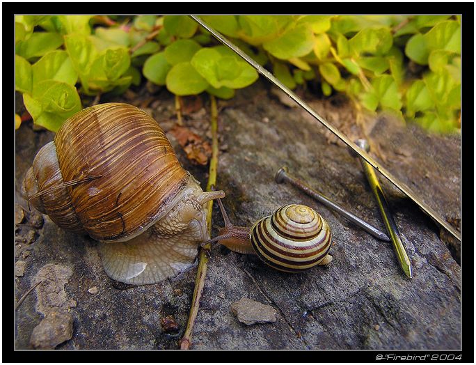 Vetřelče! Teď tě dostanu!