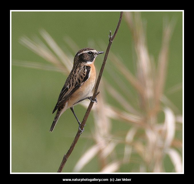 Bramborníček hnědý