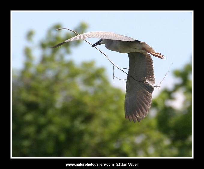 Při cestě ke hnízdu