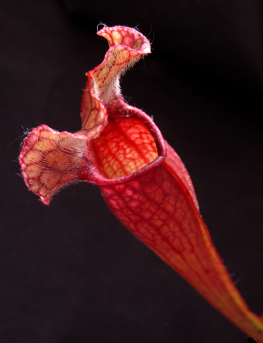 <b>sarracenia mitscheliana</b>