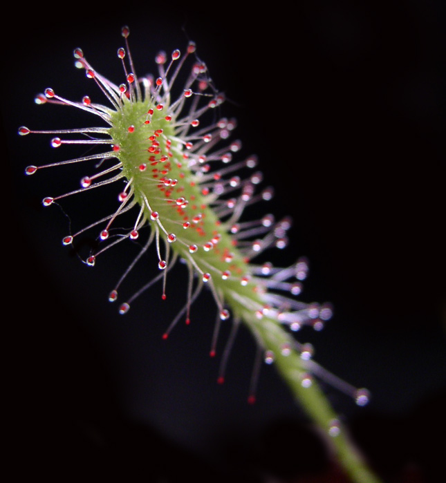 <b>drosera madagascariensis</b>