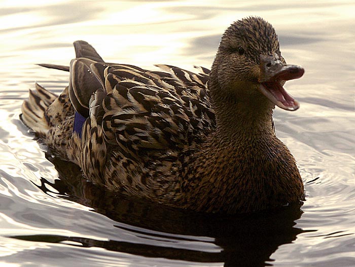 (novinářská) kachna