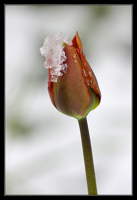 Tulipán