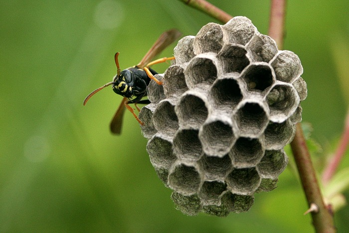 Budovatel