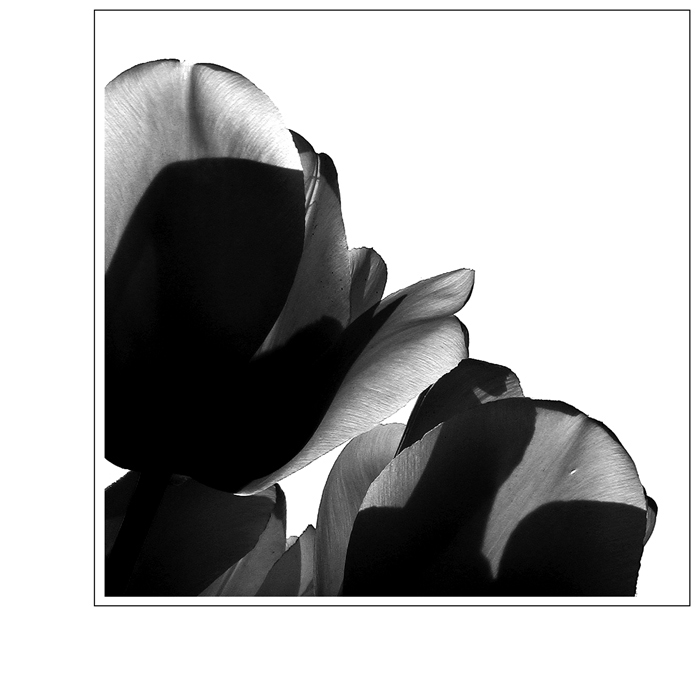 žilkování & stínování