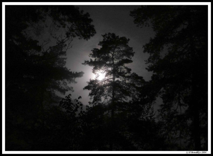 Noční měsíc v lese