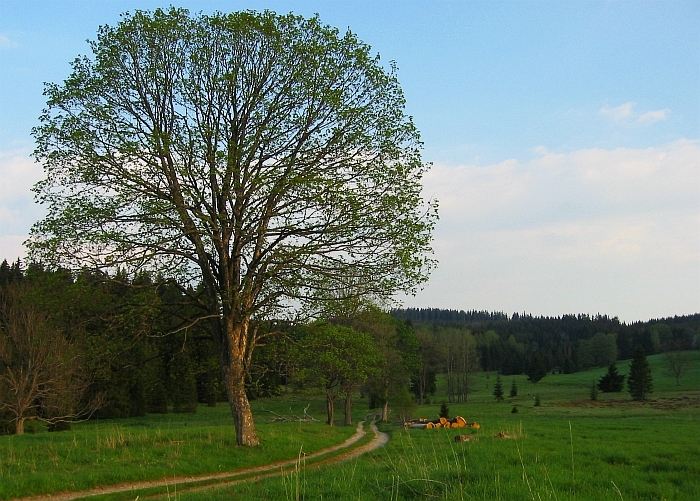 Květnový podvečer v Novohradských horách